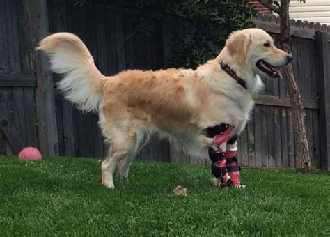 Golden retriever freedom rescue - "Click here to view Golden Retriever Dogs in Pennsylvania for adoption. Individuals & rescue groups can post animals free." - ♥ RESCUE ME! ♥ ۬
